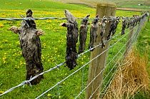 European moles {Talpa euroaea} caught by mole catcher, hanging dead on barbed wire fence, Upper Teesdale, County Durham, UK.
