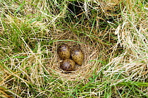 Snipe nest {Gallinago gallinago} with three eggs, Upper Teesdale, County Durham, UK.