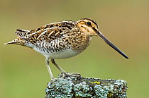 Snipe {Gallinago gallinago} on fence post, Upper Teesdale, County Durham, England.