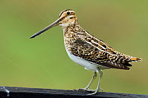 Snipe {Gallinago gallinago} standing on gate in rain, Upper Teesdale, County Durham, England.