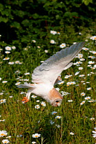 Barn Owl {Tyto alba} adult female in flight over meadow with Ox-eye daisies {Leucanthemum vulgare} captive, Somerset, UK.