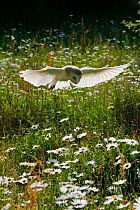 Barn Owl {Tyto alba} adult female in flight over meadow with Ox-eye daisies {Leucanthemum vulgare} captive, Somerset, UK.