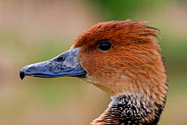 Fulvous Whistling Duck {Dendrocygna bicolor} head profile, captive, Somerset, UK.