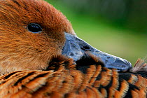 Fulvous Whistling Duck {Dendrocygna bicolor} close-up resting head on back, captive, Somerset, UK.