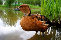 Fulvous Whistling Duck {Dendrocygna bicolor} at water's edge near reeds, captive, Somerset, UK.