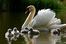 Mute Swan {Cygnus olor} female on water with six young cygnets, Somerset, UK.