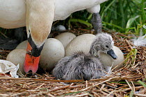 Mute Swan {Cygnus olor} female on nest tending newly hatched chick and eggs, Somerset, UK.