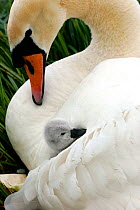 Mute Swan {Cygnus olor} female  with chick tucked under wing, Somerset, UK.