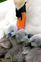 Mute Swan {Cygnus olor} female with 1-day chicks, Somerset, UK.