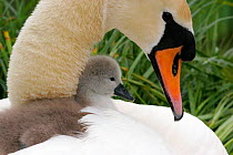 Mute Swan {Cygnus olor} female with chick resting on back, Somerset, UK.
