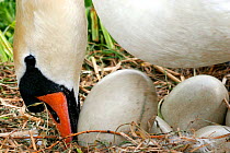 Mute Swan {Cygnus olor} female on nest, rolling eggs, Somerset, UK.