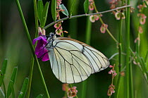 Black veined white butterfly {Aporia crataegi} La Brenne, France.