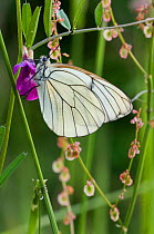 Black veined white butterfly (Aporia crataegi), La Brenne, France