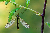 Cranefly {Nephrotoma quadrifaria} La Brenne, France.