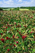 Field of Crimson clover {Trifolium incarnatum} cultivated as fodder, La Brenne, France.