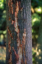 Tree's bark damaged by Red deer {Cervus elaphus} rubbing antlers, Jaegersborg Dyrehaven Copenhagen, Denmark.