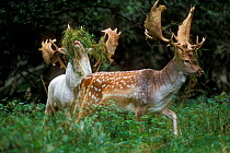 Fallow deer {Dama dama} buck and albino buck with grass covered horns, Jaegersborg Dyrehaven, Copenhagen, Denmark.