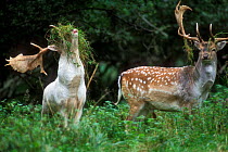 Fallow deer {Dama dama} buck looking at albino buck with grass covered horns, Jaegersborg Dyrehaven, Copenhagen, Denmark.