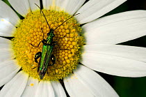 Thick-legged flower beetle {Oedemera nobilis} on flower, La Brenne, France.