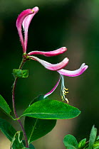 Honeysuckle blossom {Lonicera periclymenum} La Brenne, France