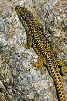 Iberian mountain / rock lizard {Iberolacerta / Lacerta monticola} basking in sun, Sierra de Gredos, Spain