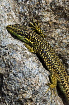 Iberian mountain / rock lizard {Iberolacerta / Lacerta monticola} basking in sun, Sierra de Gredos, Spain.