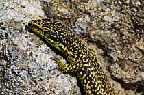 Iberian mountain / rock lizard {Iberolacerta / Lacerta monticola} basking in sun, Sierra de Gredos, Spain.