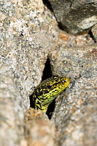 Iberian mountain / rock lizard {Iberolacerta / Lacerta monticola} head poking out of hole, Sierra de Gredos, Spain.
