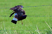 Dead Lapwing {Vanellus vanellus} caught in barbed wire, Flanders, Belgium.