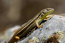Large psammodromus / Lizard {Psammodromus algirus} sunning on rock, Extremadura, Spain.
