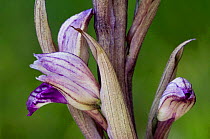 Violet bird's-nest orchid {Limodorum abortivum} La Brenne, France