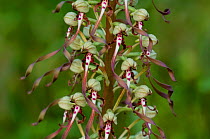 Lizard Orchid {Himantoglossum hircinum} in flower, La Brenne, France.