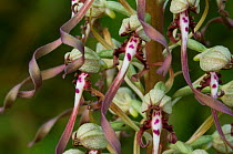 Lizard Orchid {Himantoglossum hircinum} in flower, La Brenne, France.