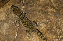 Moorish gecko {Tarentola mauritanica} climbing ceiling, Extremadura, Spain.
