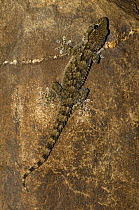 Moorish gecko {Tarentola mauritanica} Extremadura, Spain.