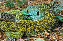 Ocellated lizards {Lacerta lepida} mating, with ear hole 'tympanum' visible, Extremadura, Spain.