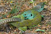 Ocellated lizards {Lacerta lepida} mating, Extremadura, Spain.