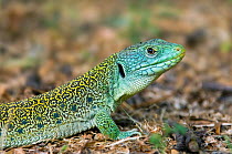 Ocellated lizard {Lacerta lepida} with ear hole 'tympanum' visible, Extremadura, Spain.