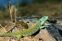 Ocellated lizard {Lacerta lepida} sunning on rock, Extremadura, Spain.