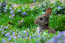 Young European rabbit {Oryctolagus cuniculus} head profile among flowers, Flanders, Belgium.