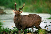 Sika stag {Cervus nippon} with antlers covered in mud, Jaegersborg Dyrehaven, Denmark.