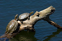 Spanish terrapins / Mediterranean pond turtles (Mauremys leprosa) basking in the sun on log in lake, Extremadura, Spain