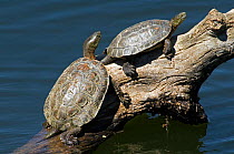 Spanish terrapins / Mediterranean pond turtles (Mauremys leprosa) basking in the sun on log in lake, Extremadura, Spain