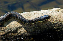 Viperine snake {Natrix maura} on rock at river edge, Extremadura, Spain.