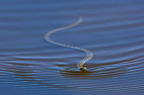 Viperine snake {Natrix maura} swimming in pond, Extremadura, Spain.