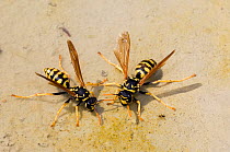 Two wasps {Vespidae} drinking water from small pool of water, Extremadura, Spain.