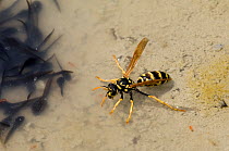 Wasp {Vespidae} drinking water in small pool filled with Tadpoles, Extremadura, Spain.