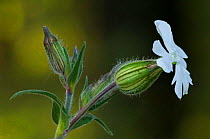 White campion {Silene latifolia} flower, La Brenne, France.