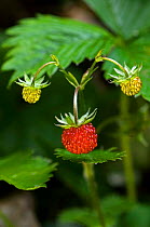Wild strawberries {Fragaria vesca} La Brenne, France.