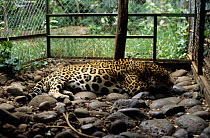 Captive Jaguar {Panthera onca} resting in cage, in a private zoo, Guanacaste, Costa Rica.